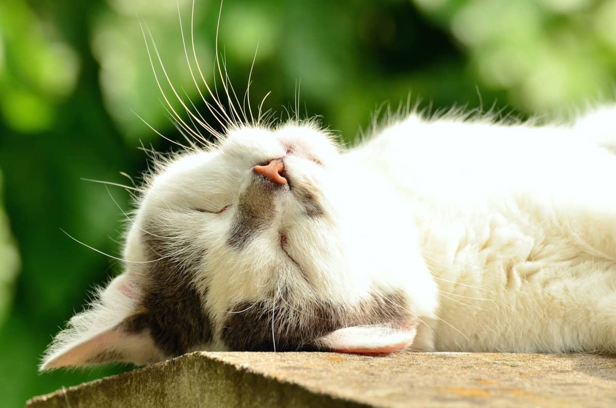 Soin énergétique pour les animaux, dans le respect du vivant
